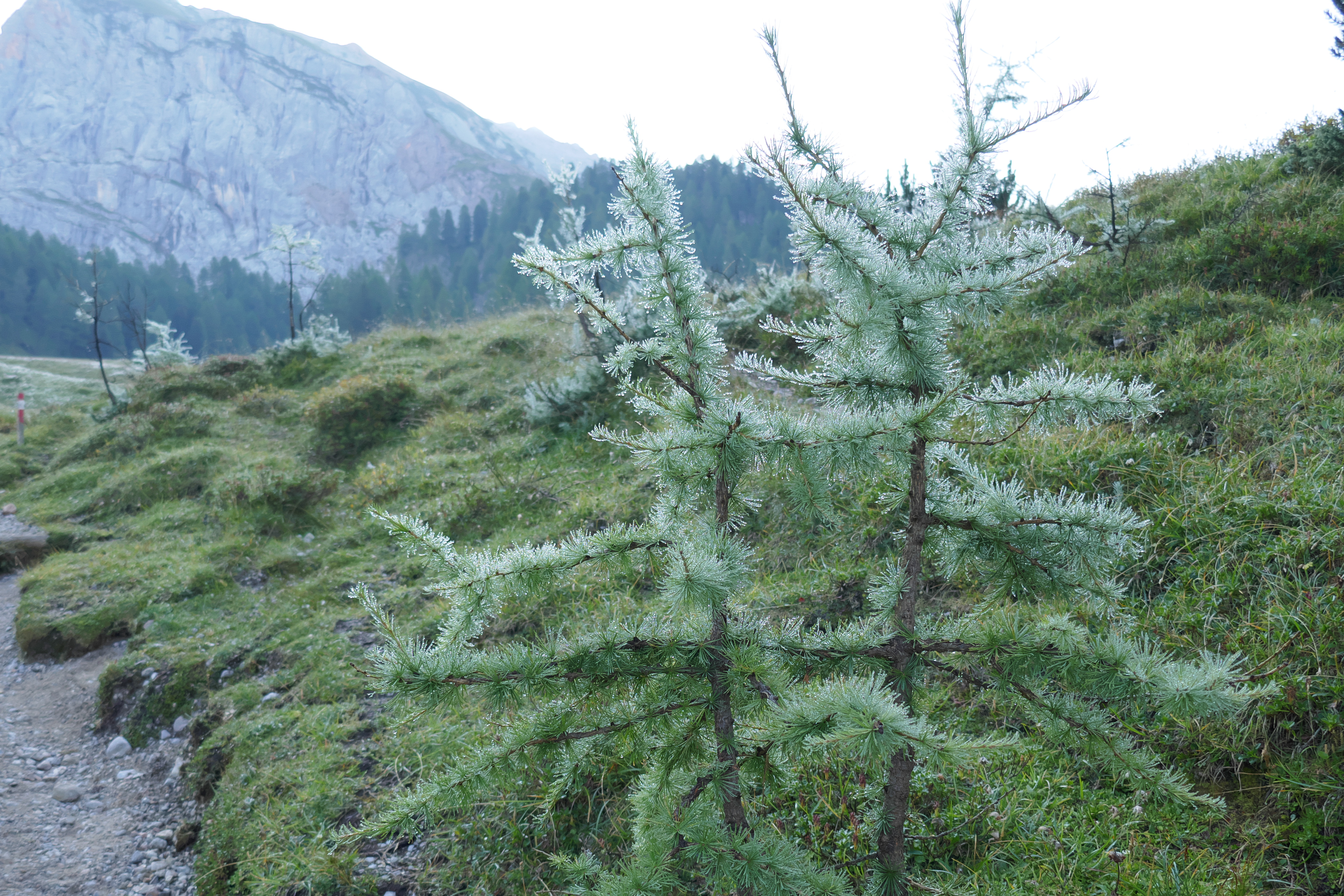 Tau auf Nadelbaum